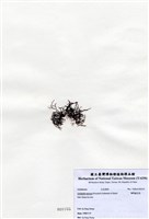 藏品(匍枝凝花菜)的圖片